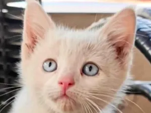 Gato raça Mestico  idade 2 a 6 meses nome Mike 