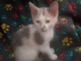 Maya