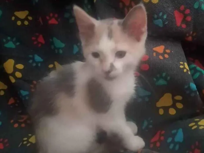Gato ra a Srd idade Abaixo de 2 meses nome Maya
