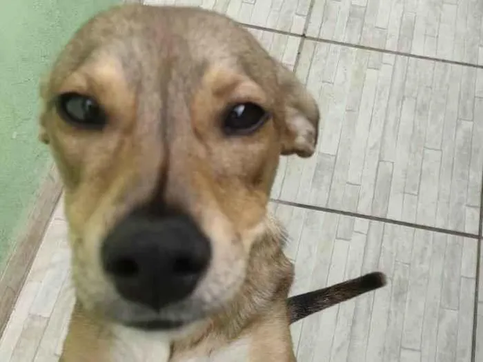 Cachorro ra a Viralata idade 3 anos nome Vitória 