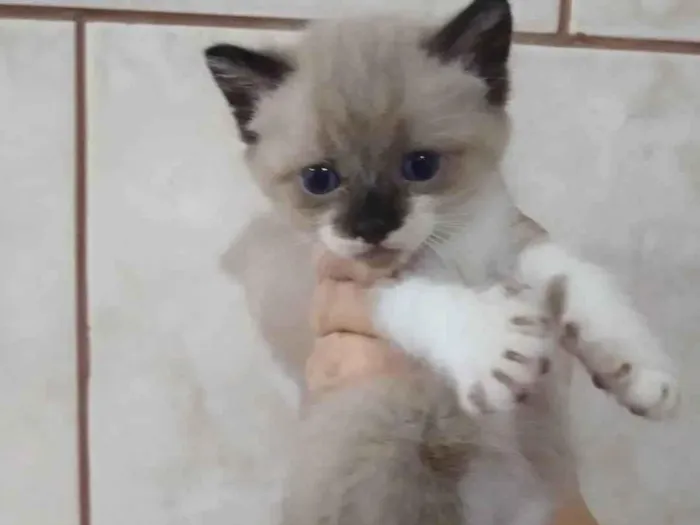 Gato ra a Srd idade Abaixo de 2 meses nome ....