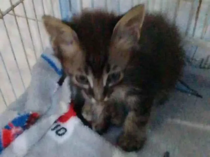 Gato ra a Srd idade Abaixo de 2 meses nome .....