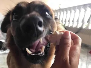 Cachorro raça SRD-ViraLata idade 4 anos nome Chloe