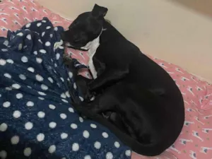 Cachorro raça SRD-ViraLata idade 2 a 6 meses nome Pretinha