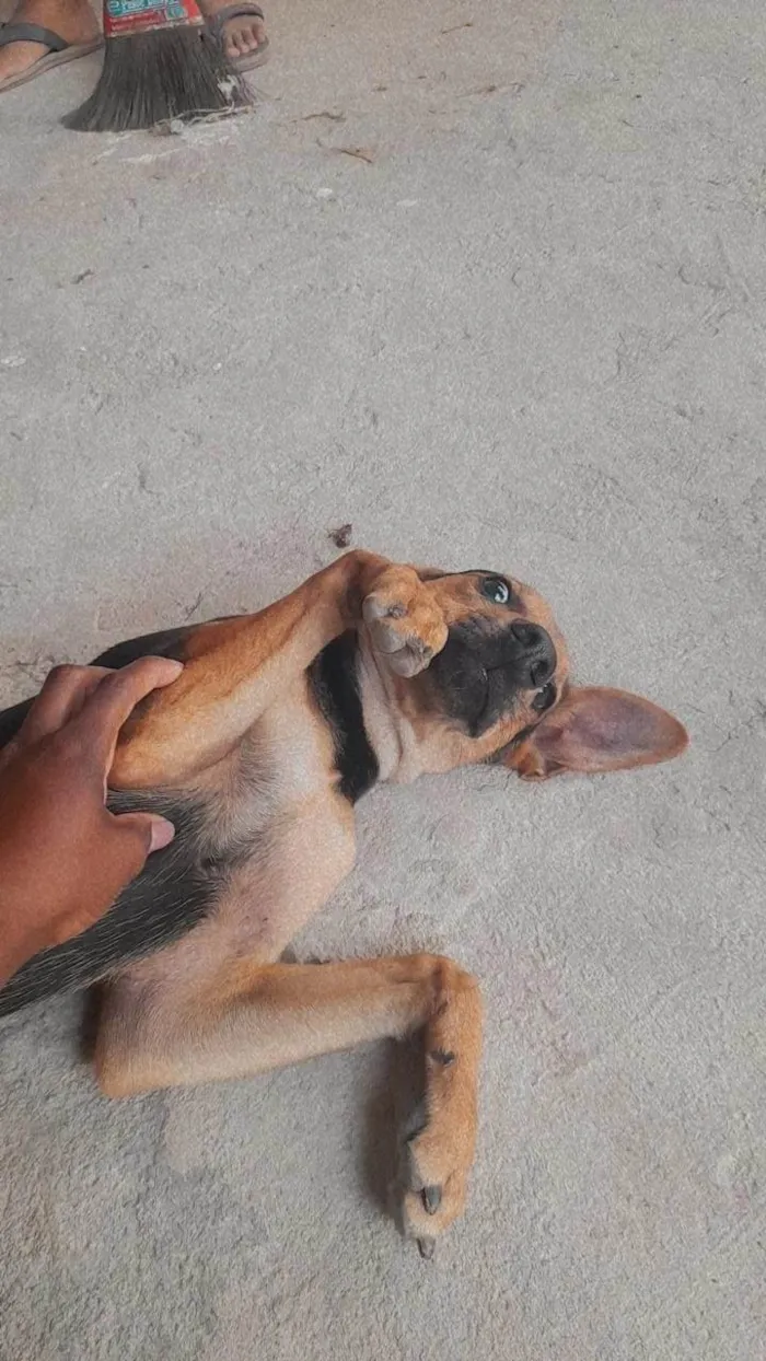 Cachorro ra a SRD-ViraLata idade 7 a 11 meses nome Duck