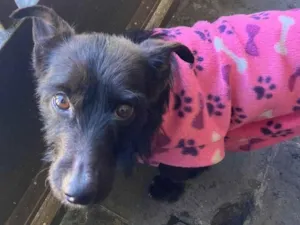 Cachorro raça SRD-ViraLata idade 3 anos nome Sem identificação