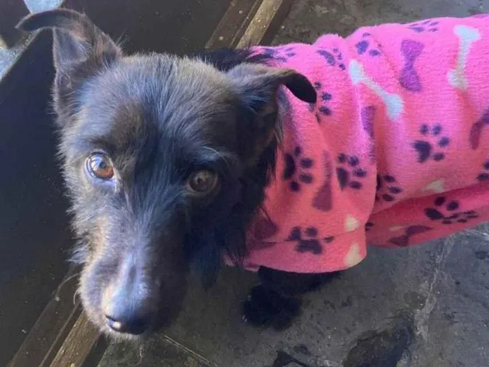 Cachorro raça SRD-ViraLata idade 3 anos nome Sem identificação