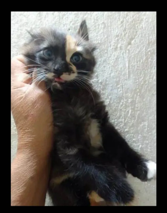 Gato ra a Srd idade 2 a 6 meses nome ......