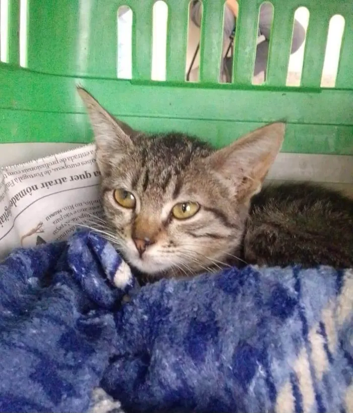 Gato ra a Srd idade 2 a 6 meses nome .......
