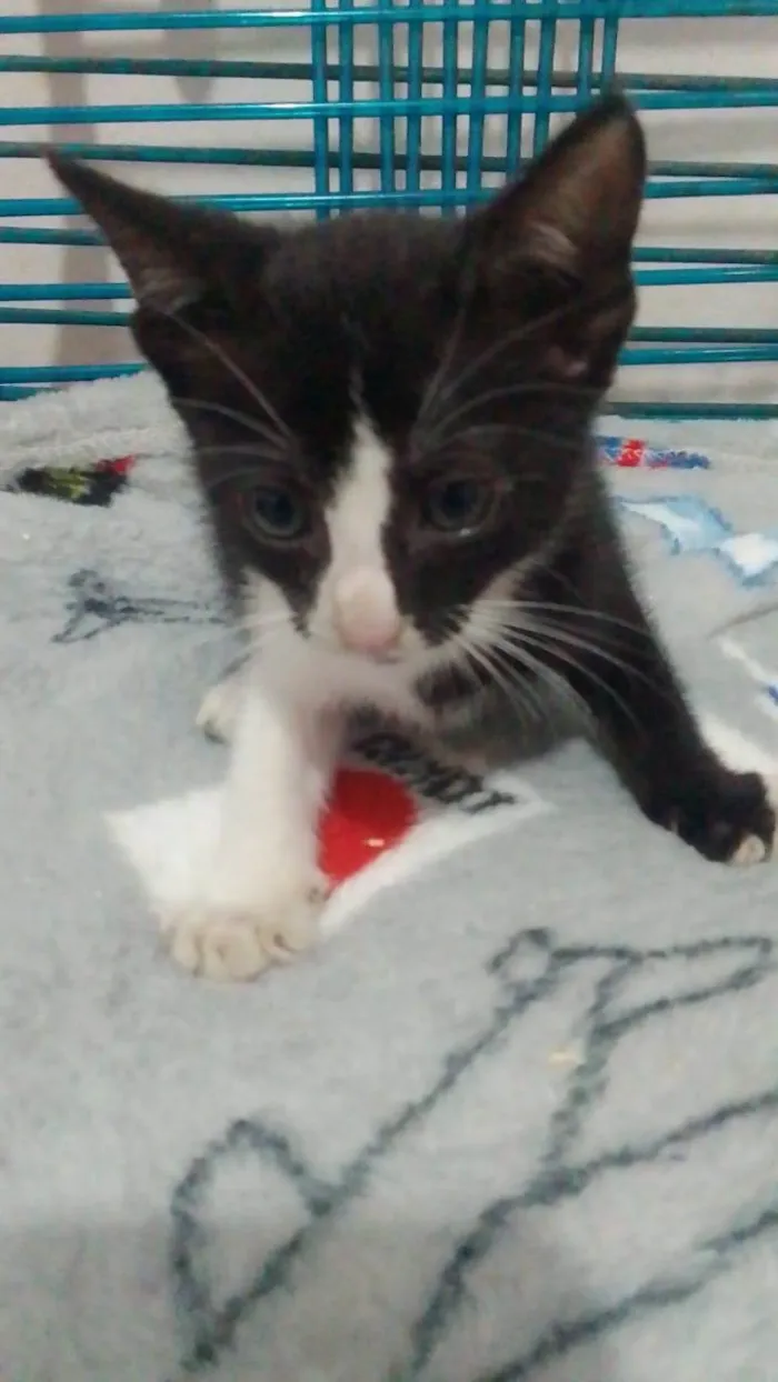 Gato ra a Srd idade 2 a 6 meses nome .........