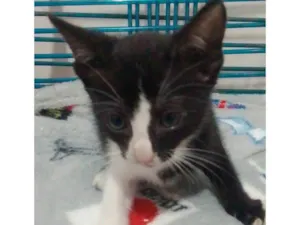 Gato raça Srd idade 2 a 6 meses nome .........