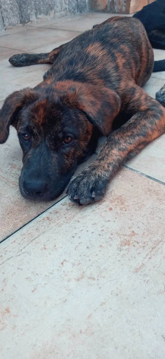 Cachorro ra a Srd idade 7 a 11 meses nome Pipoca