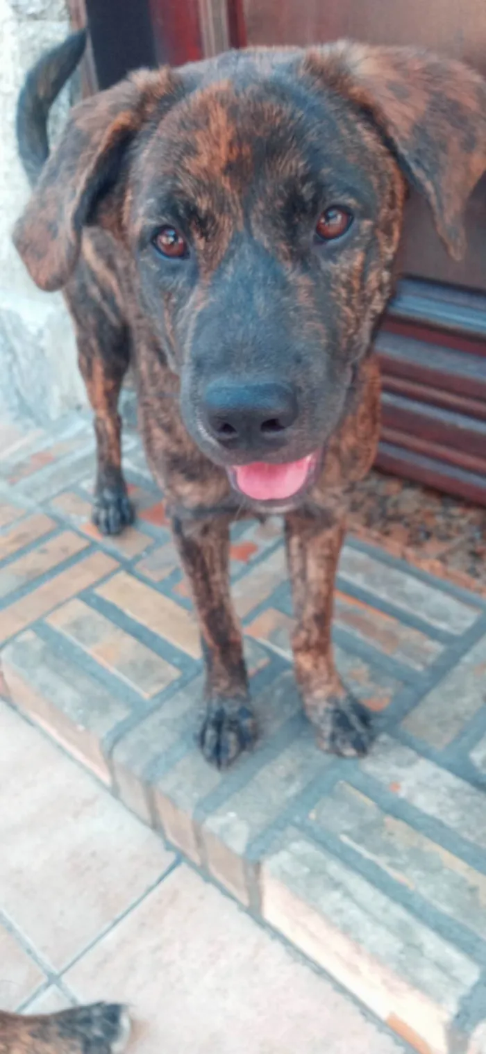 Cachorro ra a Srd idade 7 a 11 meses nome Pipoca