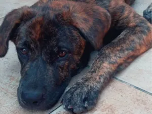 Cachorro raça Srd idade 7 a 11 meses nome Pipoca