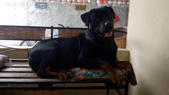 Cachorro ra a Rottweiler  idade 3 anos nome Apolo 