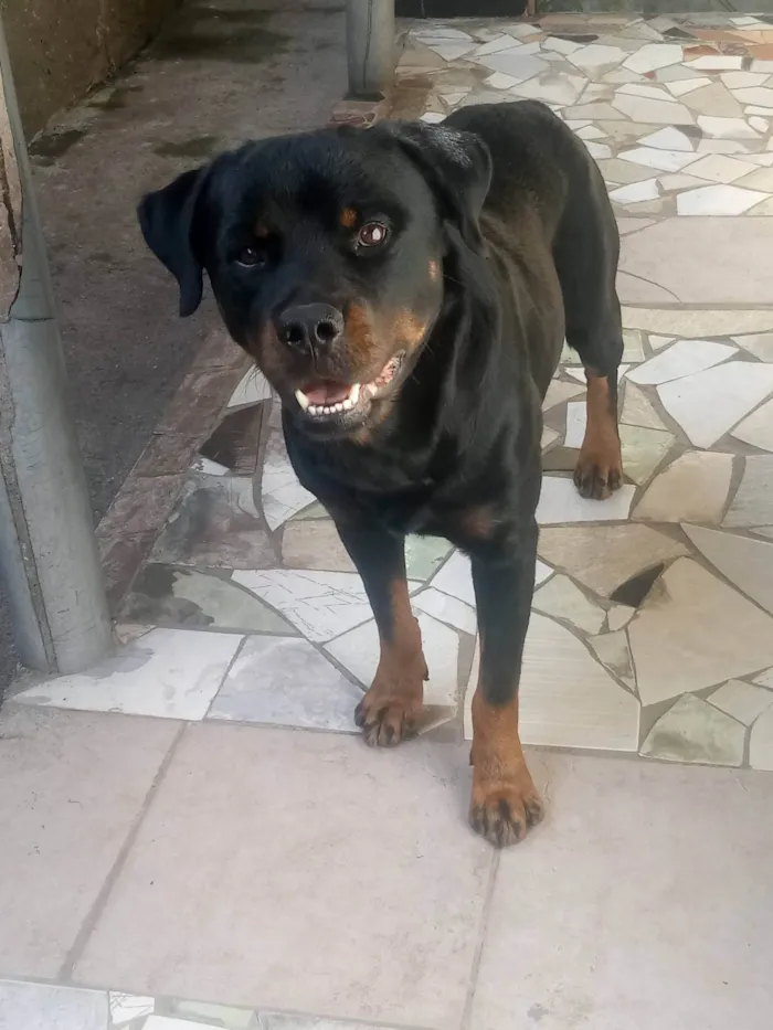 Cachorro ra a Rottweiler  idade 3 anos nome Apolo 