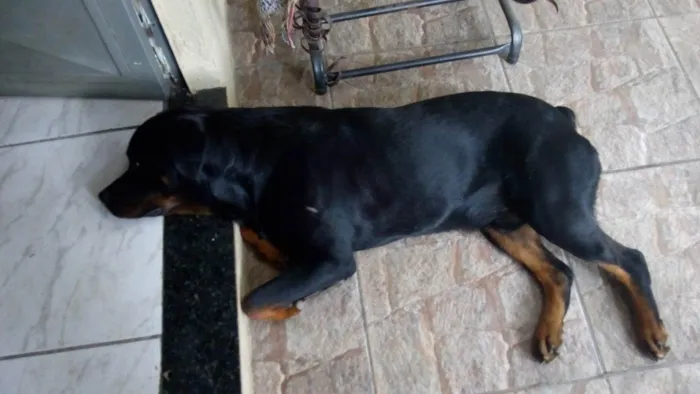 Cachorro ra a Rottweiler  idade 3 anos nome Apolo 