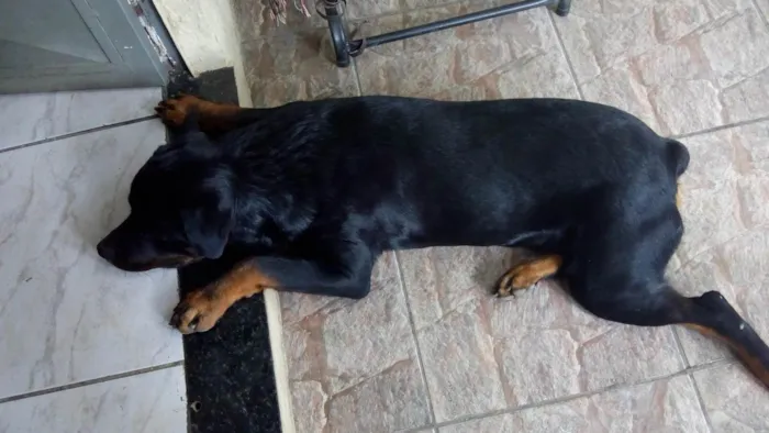 Cachorro ra a Rottweiler  idade 3 anos nome Apolo 