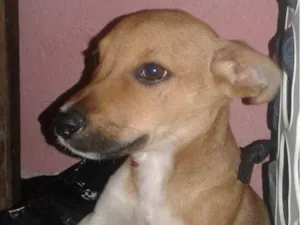 Cachorro raça SRD-ViraLata idade 2 a 6 meses nome Lu