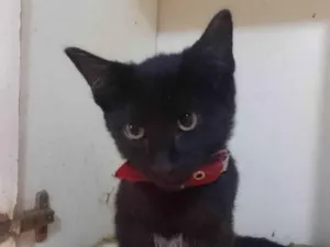 Gato raça Srd idade 2 a 6 meses nome Café 