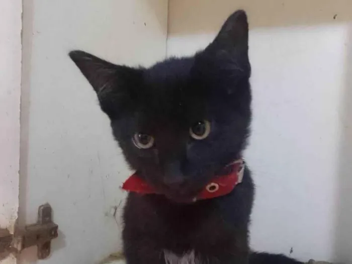 Gato ra a Srd idade 2 a 6 meses nome Café 