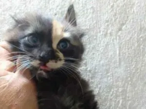 Gato raça Srd idade 2 a 6 meses nome ......
