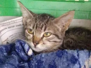 Gato raça Srd idade 2 a 6 meses nome .......