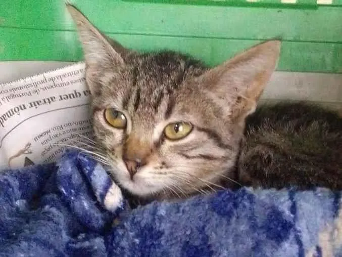 Gato ra a Srd idade 2 a 6 meses nome .......