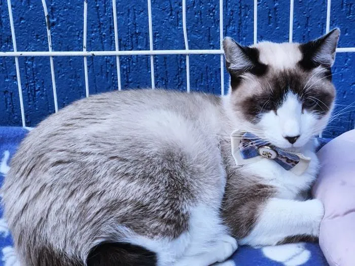 Gato ra a SRD-ViraLata idade 7 a 11 meses nome MERCURY CAT