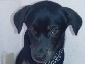 Cachorro raça Srd idade 7 a 11 meses nome Fox