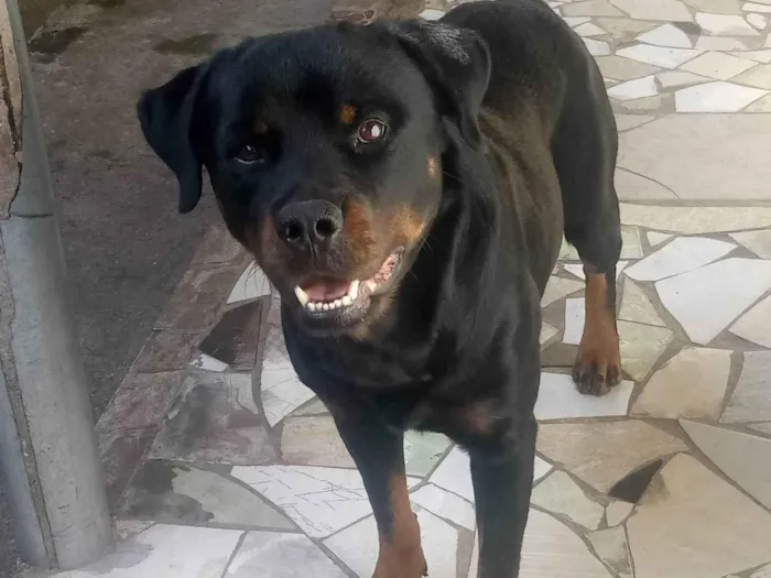 Cachorro ra a Rottweiler  idade 3 anos nome Apolo 