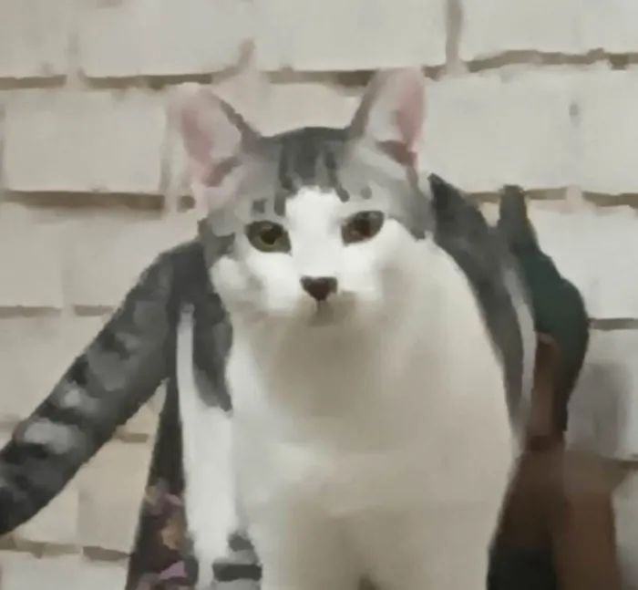 Gato ra a SRD-ViraLata idade 7 a 11 meses nome FRANGIM