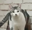 FRANGIM