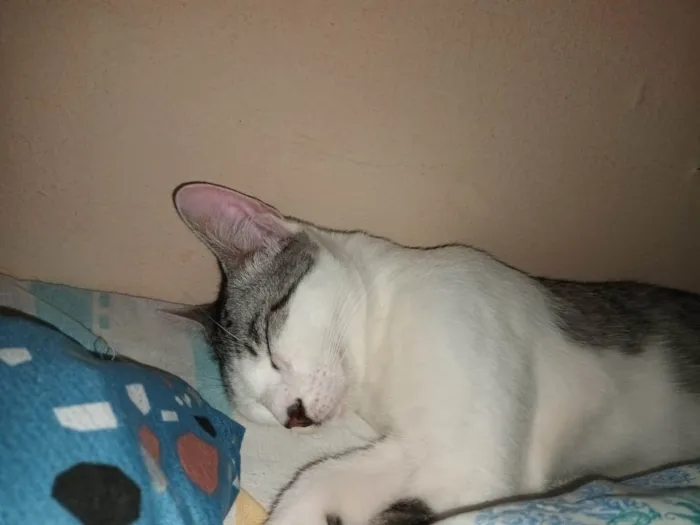 Gato ra a SRD-ViraLata idade 7 a 11 meses nome FRANGIM
