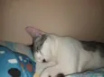 FRANGIM