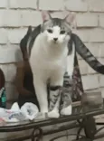 FRANGIM