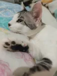 FRANGIM