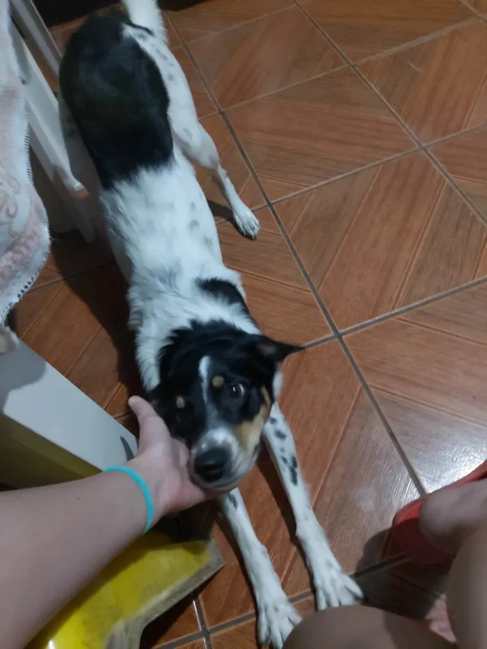 Cachorro ra a Boder collie/SRD idade 1 ano nome Nicole