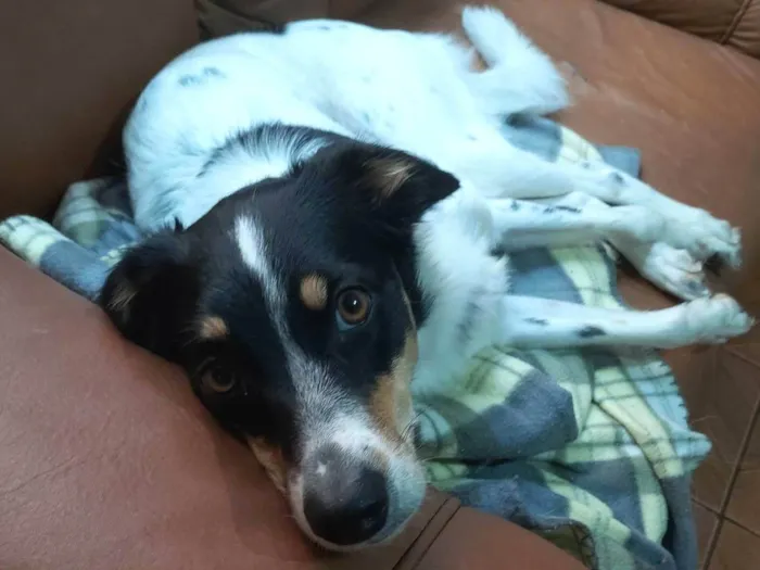 Cachorro ra a Boder collie/SRD idade 1 ano nome Nicole