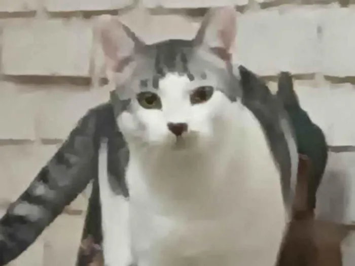 Gato ra a SRD-ViraLata idade 7 a 11 meses nome FRANGIM