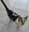 TOM
