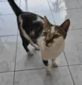 TOM