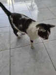 TOM