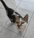 TOM