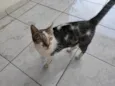 TOM