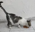 TOM