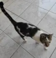 TOM