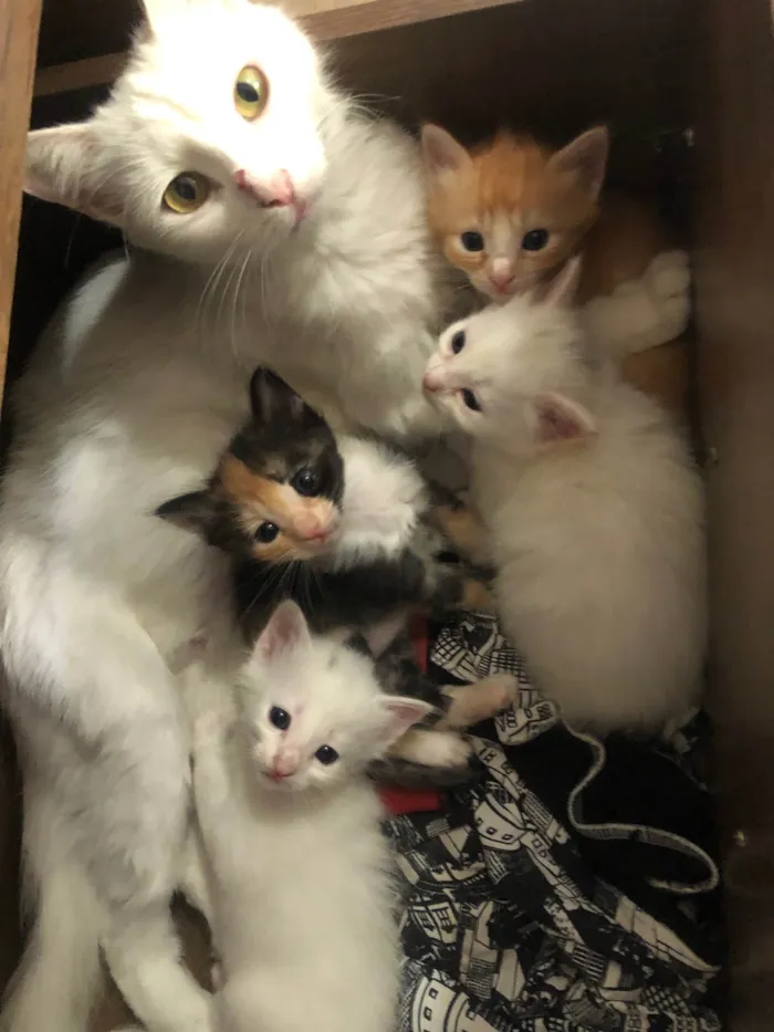 Gato raça  idade Abaixo de 2 meses nome Gatinhos lindos e fofos
