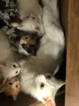 Gatinhos lindos e fofos