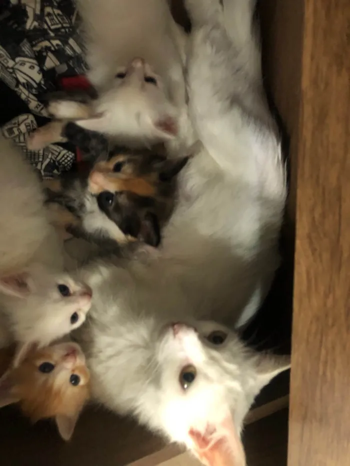 Gato raça  idade Abaixo de 2 meses nome Gatinhos lindos e fofos